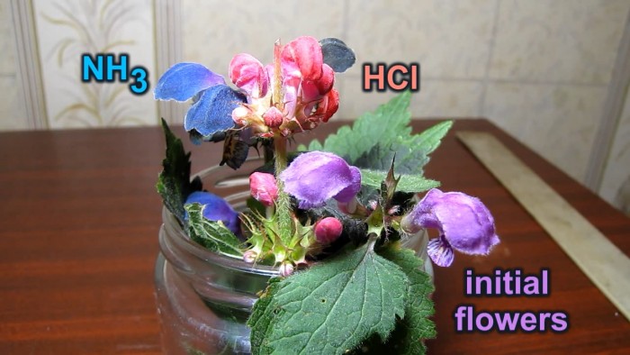 Lamium_purpureum_flowers-ammonia-hydrochloric-acid-50.jpg