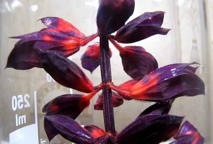 salvia_splendens_ammonia-16.jpg