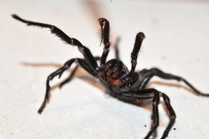 funnel-web-900x600.jpg