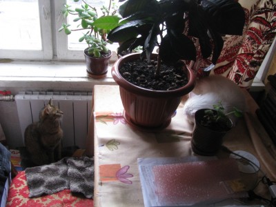 IMG_6705.JPG