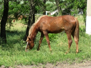 PO20080617_0000.jpg