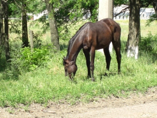 PO20080617_0001.jpg