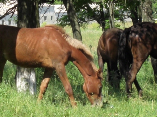 PO20080617_0002.jpg