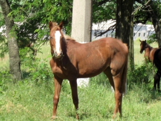 PO20080617_0003.jpg