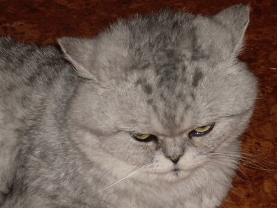 Погладь кота.jpg