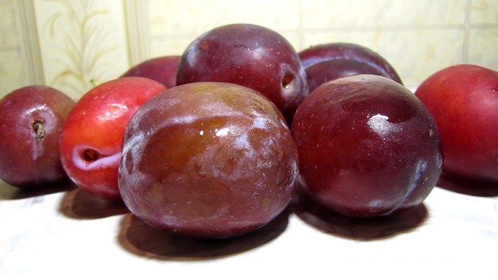 Prunus_domestica_grape_ammonia-1.jpg
