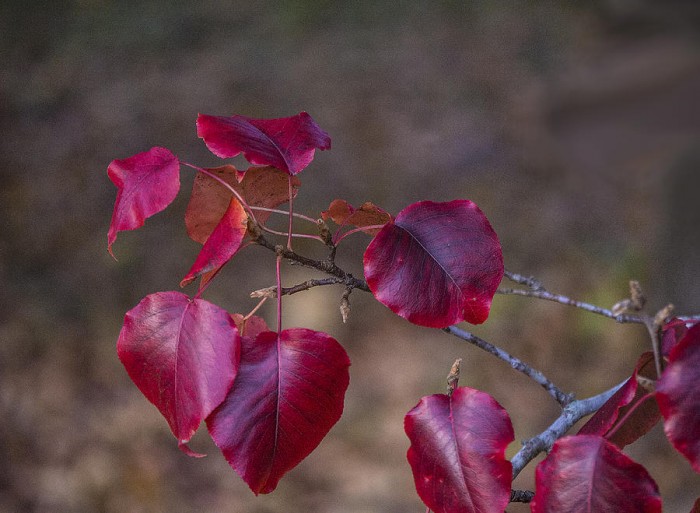 Red_leaves-Pyrus_communis-ammonia-acetic_acid-27.jpg