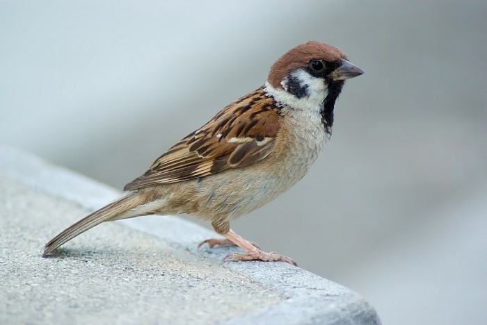 Tree_Sparrow_August_2007_Osaka_Japan.jpg