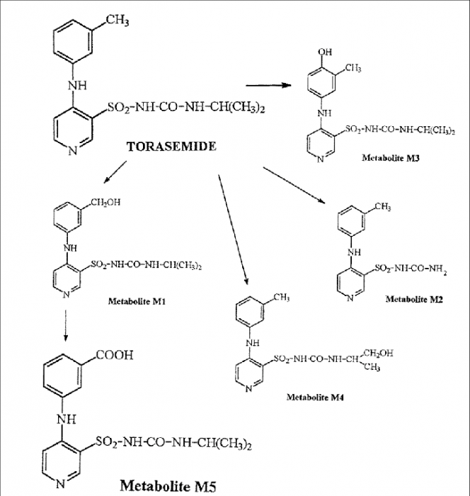 Metabolism-pathway-scheme-for-torasemide.png