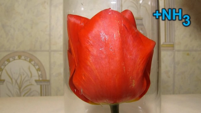Red_tulip_ammonia_acetic_acid-25.jpg