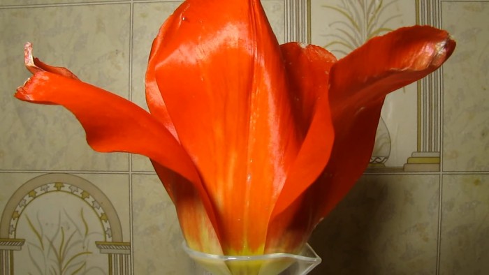 Red_tulip-tap_water-ammonia-hydrochloric_acid-24.jpg