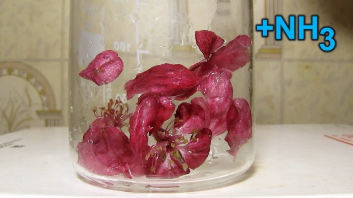 Burgundy_flowers_apple_tree_ammonia-12.jpg