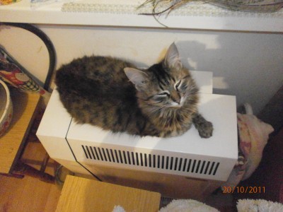 КОТ.JPG