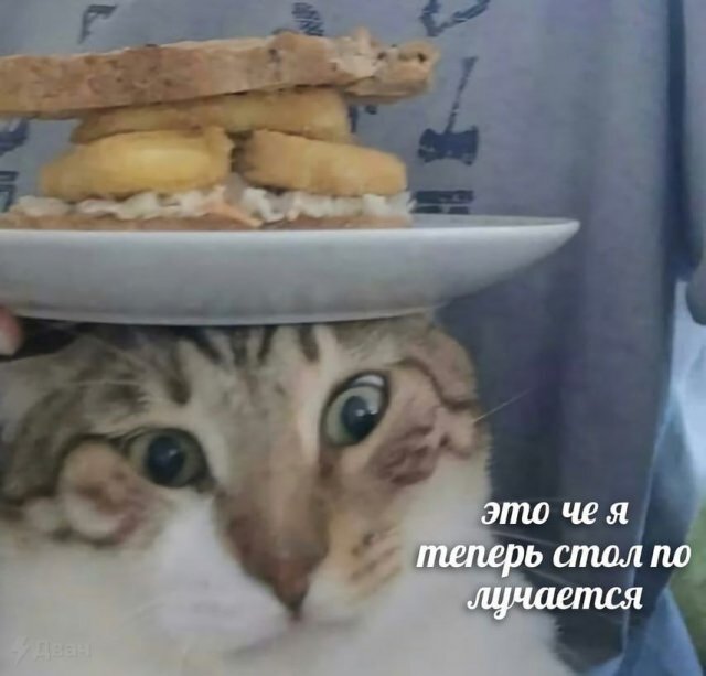 Приколы-для-даунов-котэ-8575352.jpeg