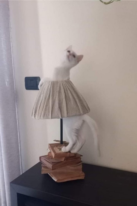 котэ-cats-8583190.jpeg