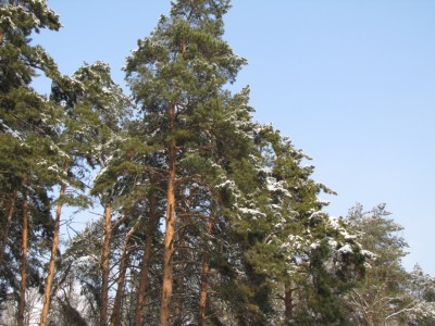 Forest-5.jpg