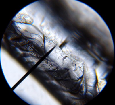 SDC12529.JPG