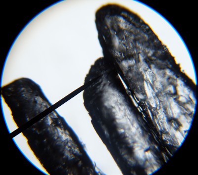 SDC12527.JPG