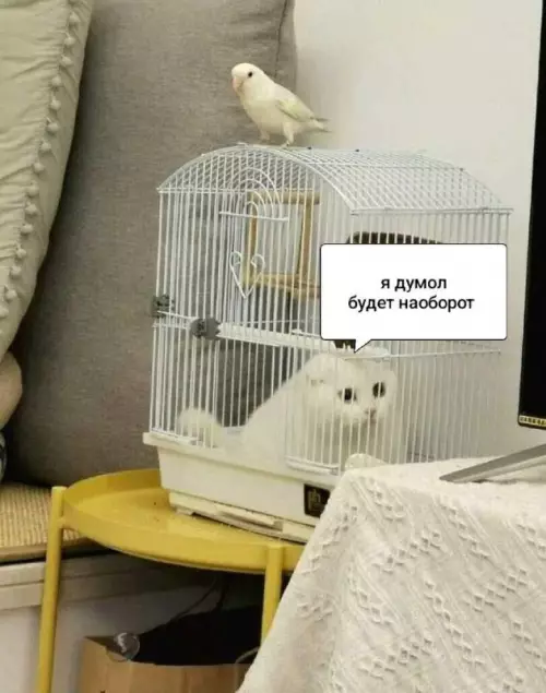 котэ-попугай-клетка-8968708.png