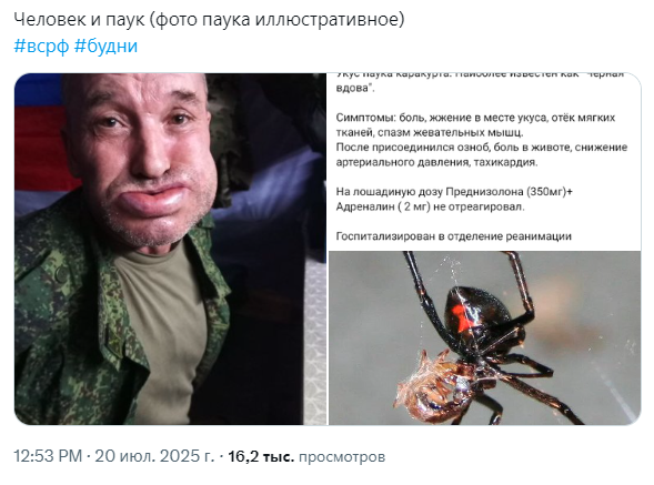 spider.png