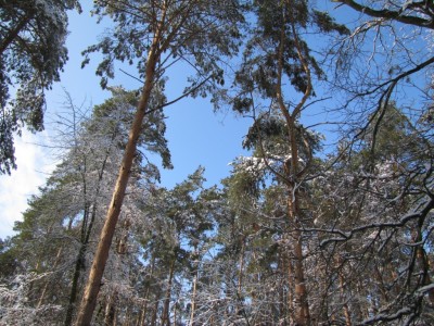 Forest-16.jpg