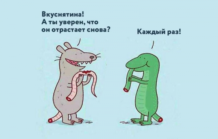 гифки-ящерица-живность-5620037.png