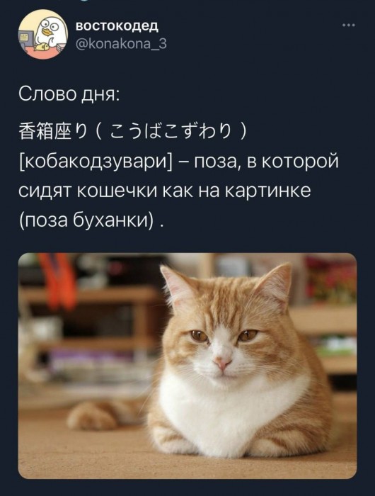 видеогифки-гифки-сервал-5622766.jpeg