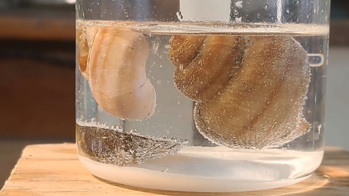 Dissolving_Mollusk_Shells_in_EDTA-14.jpg
