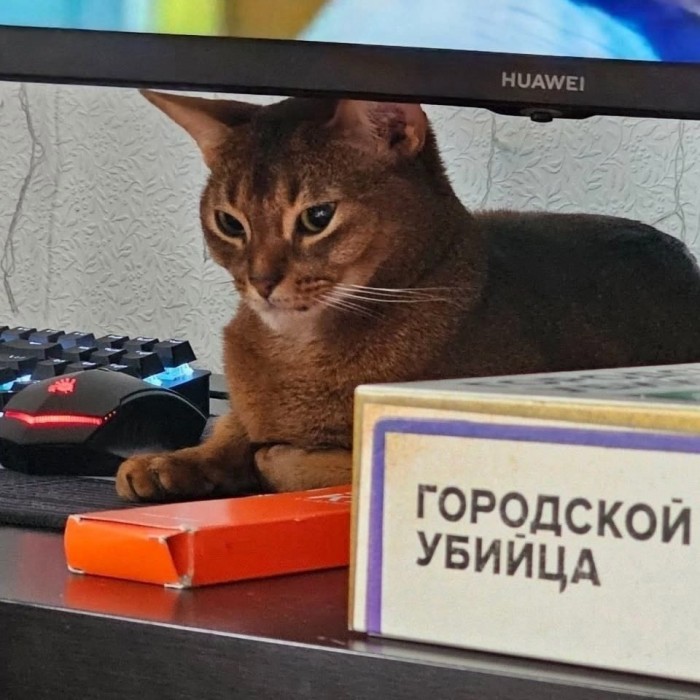 котэ-абиссинская-кошка-мемасик-9163231.jpeg