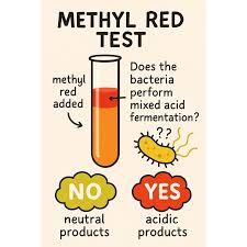 result-interpretation-of-MR-test.jpg