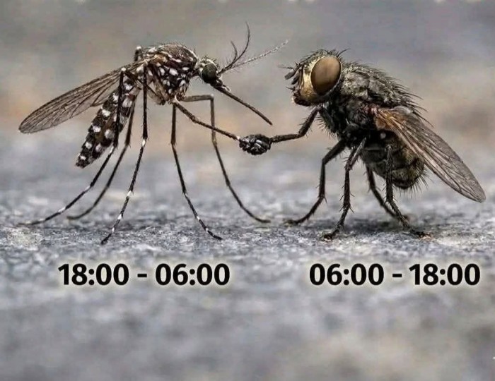 комар-Муха-Насекомое-9397210.jpeg