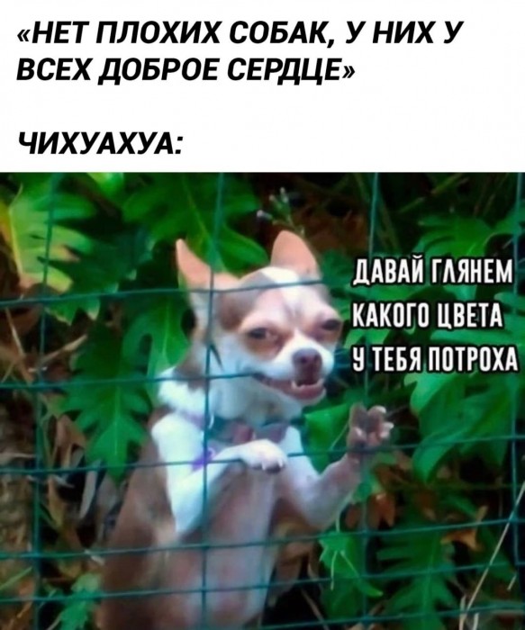 собака-чихуахуа-9459907.jpeg