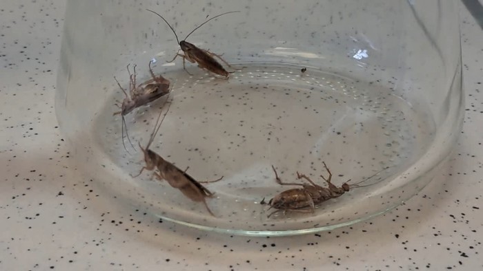 German_Cockroaches_in_Vacuum-23.jpg