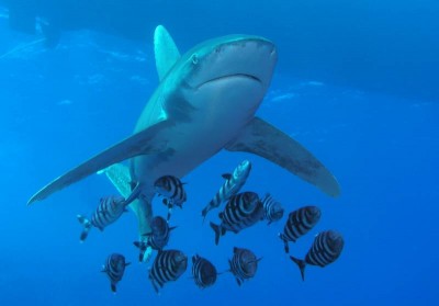 shark.jpg