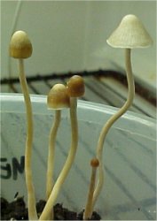 Psilocybe.jpg