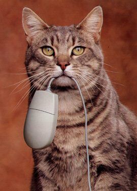 CAT_MOUSE1.JPG