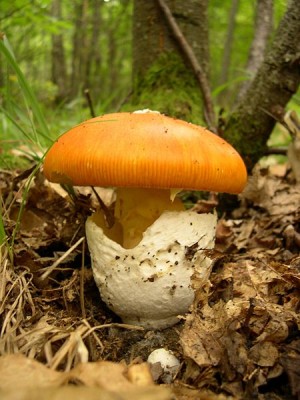 Amanita_caesarea.JPG