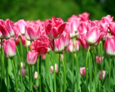 tulips.jpg