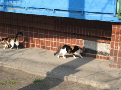 коты 003.jpg