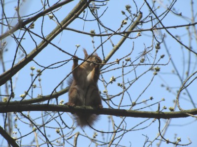 squirrel-1.jpg