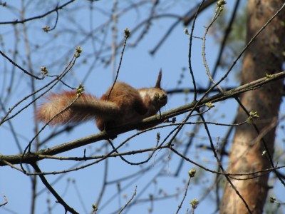 squirrel-2.jpg