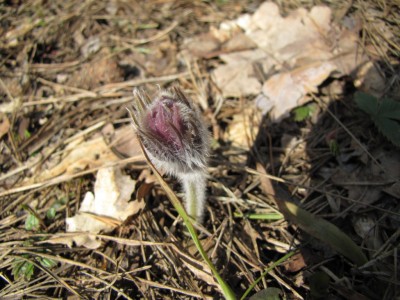 Pulsatilla-patens .jpg