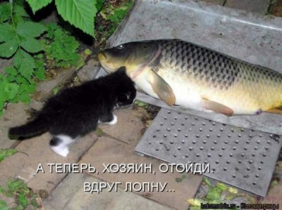cat-and-fish.jpg