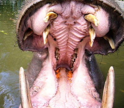 hippo-mouth.jpg
