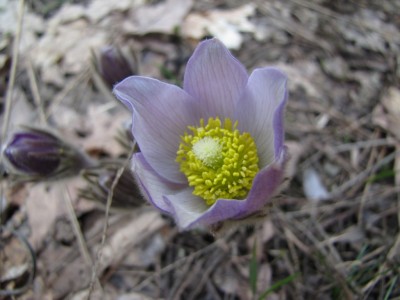 Pulsatilla-patens-028.jpg