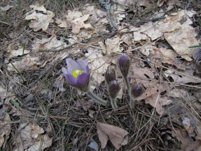 Pulsatilla-patens-032.jpg