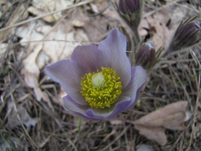 Pulsatilla-patens-034.jpg