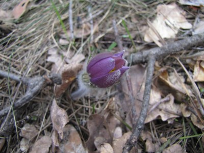 Pulsatilla-patens-036.jpg