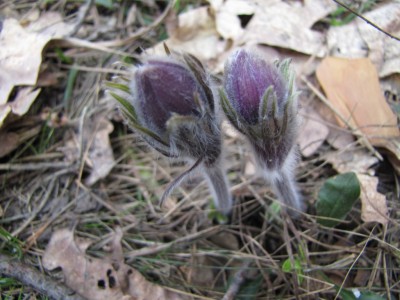 Pulsatilla-patens-039.jpg