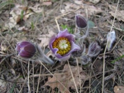 Pulsatilla-patens-043.jpg